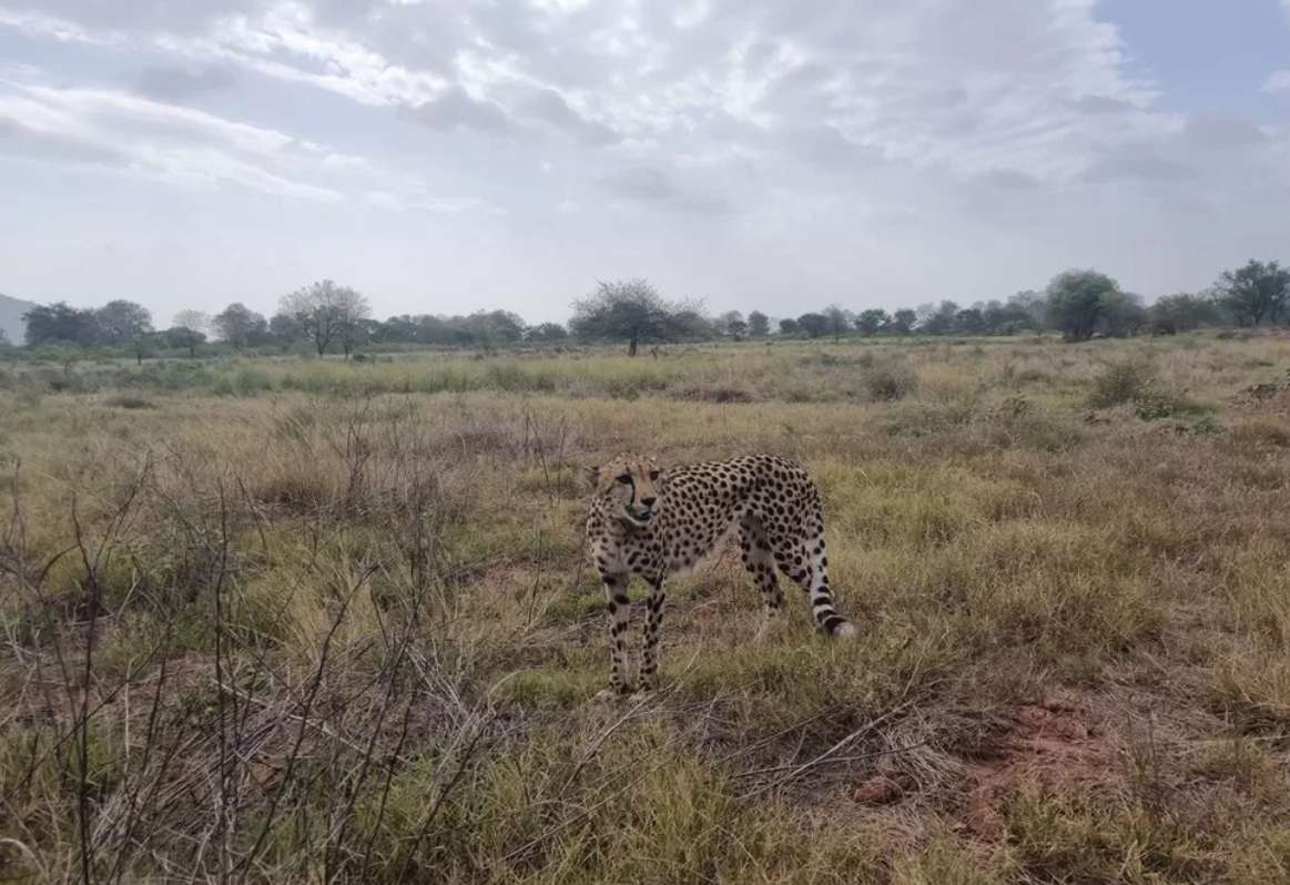 お腹を空かせたチーター 写真からオンラインパズル