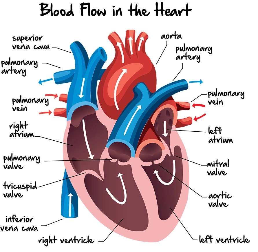 Blood flow puzzle online from photo