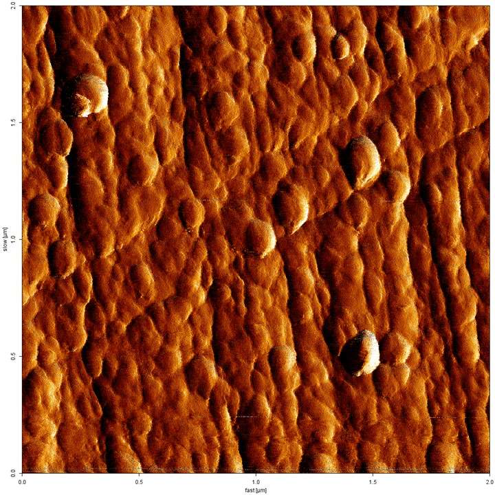 AFM image for doctoral cap puzzle online from photo