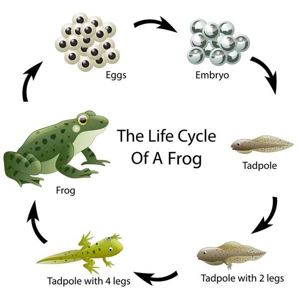 Життєвий цикл жаби онлайн пазл
