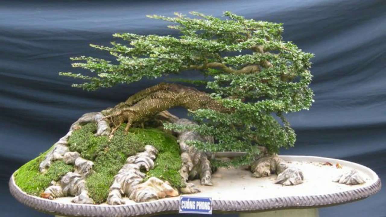Bonsai IN THE Winds online puzzle