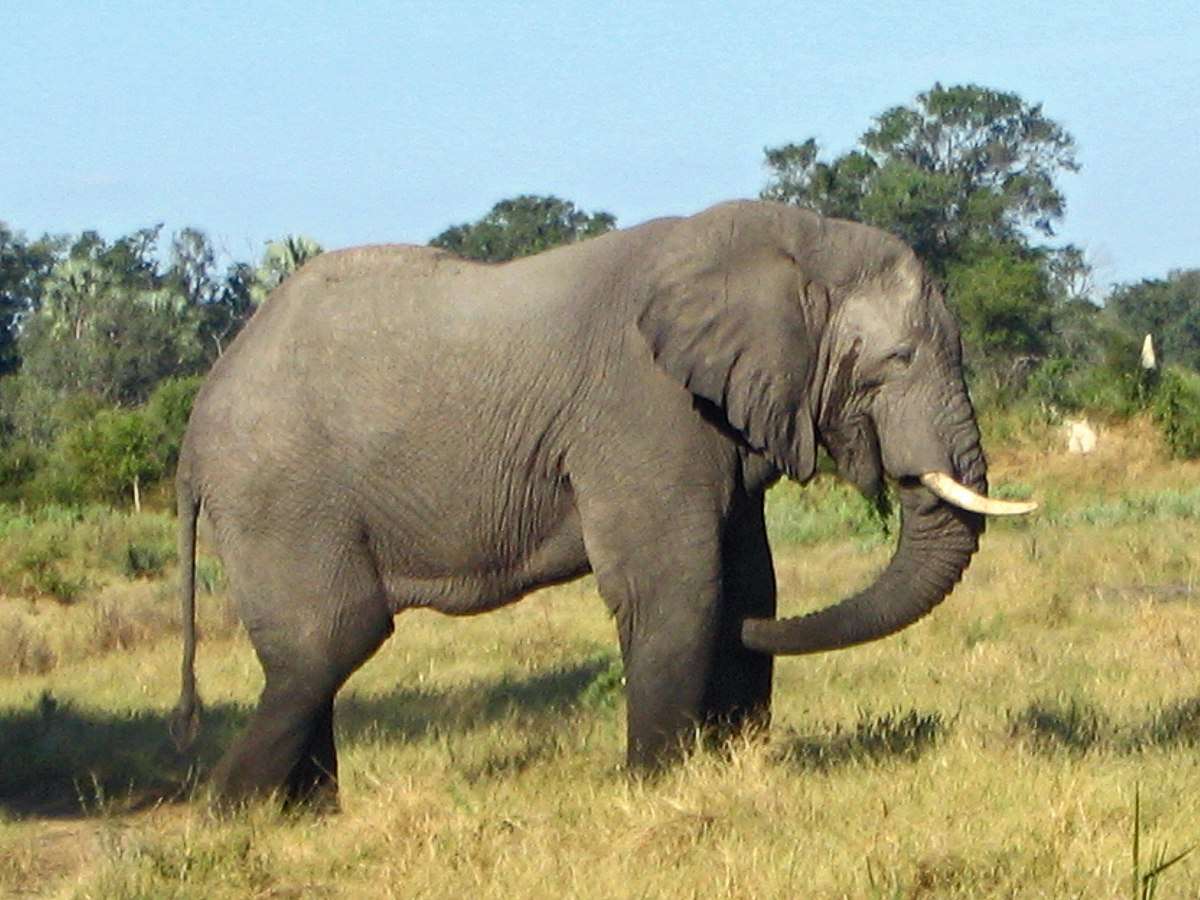 gajah huhu rompecabezas en línea