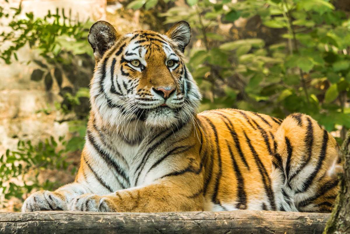 jungla de tigre puzzle online a partir de foto