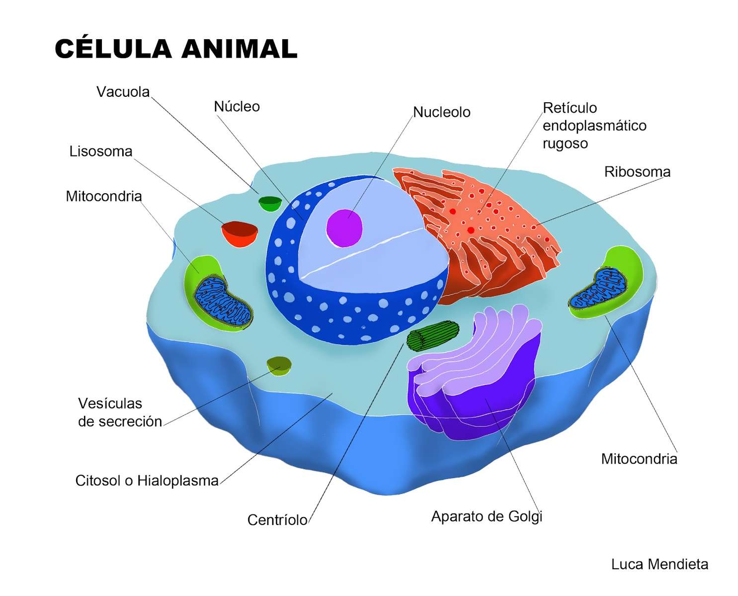 動物細胞 オンラインパズル