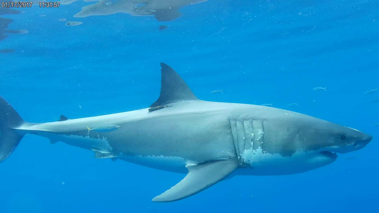 Большая белая акула онлайн-пазл