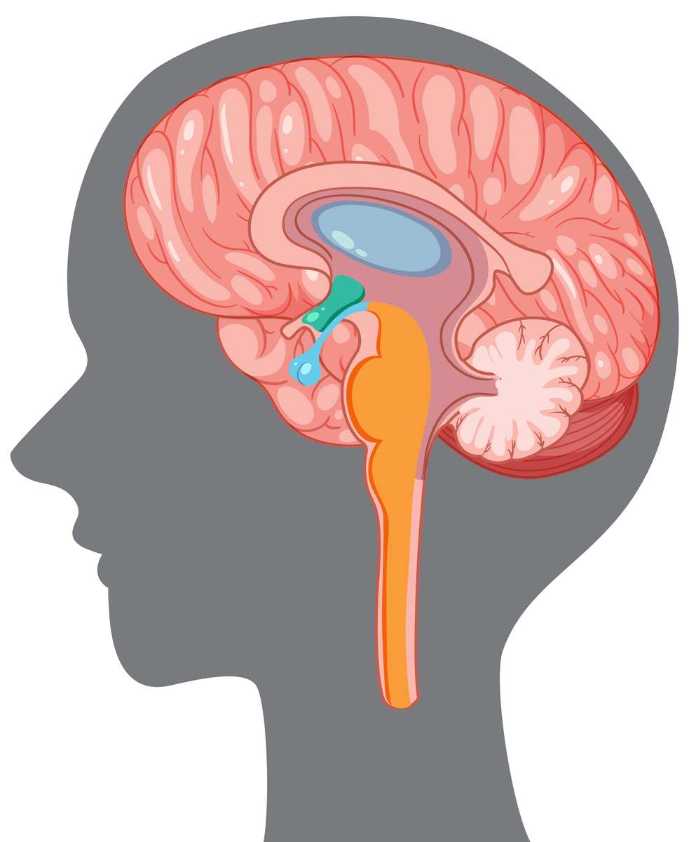 hypothalamus puzzel online van foto