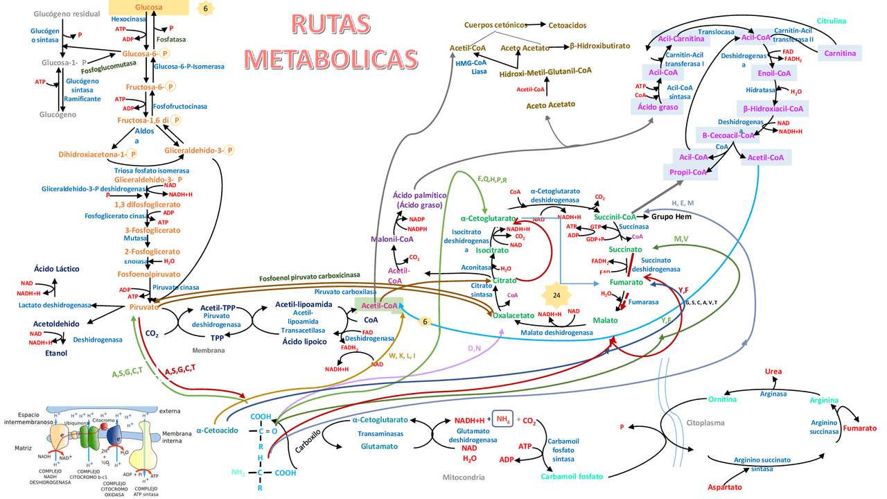 Metabolic routes online puzzle