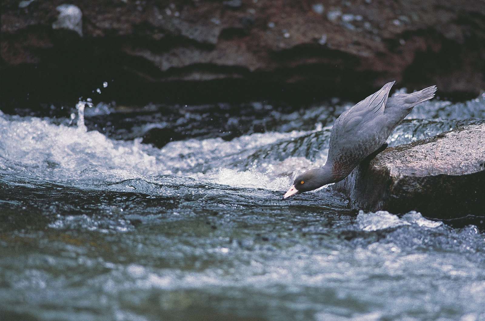 Whio Habitat pussel online från foto