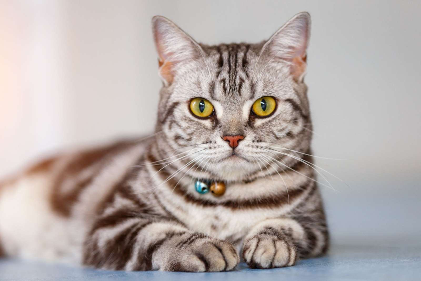 όμορφη γάτα παζλ online από φωτογραφία