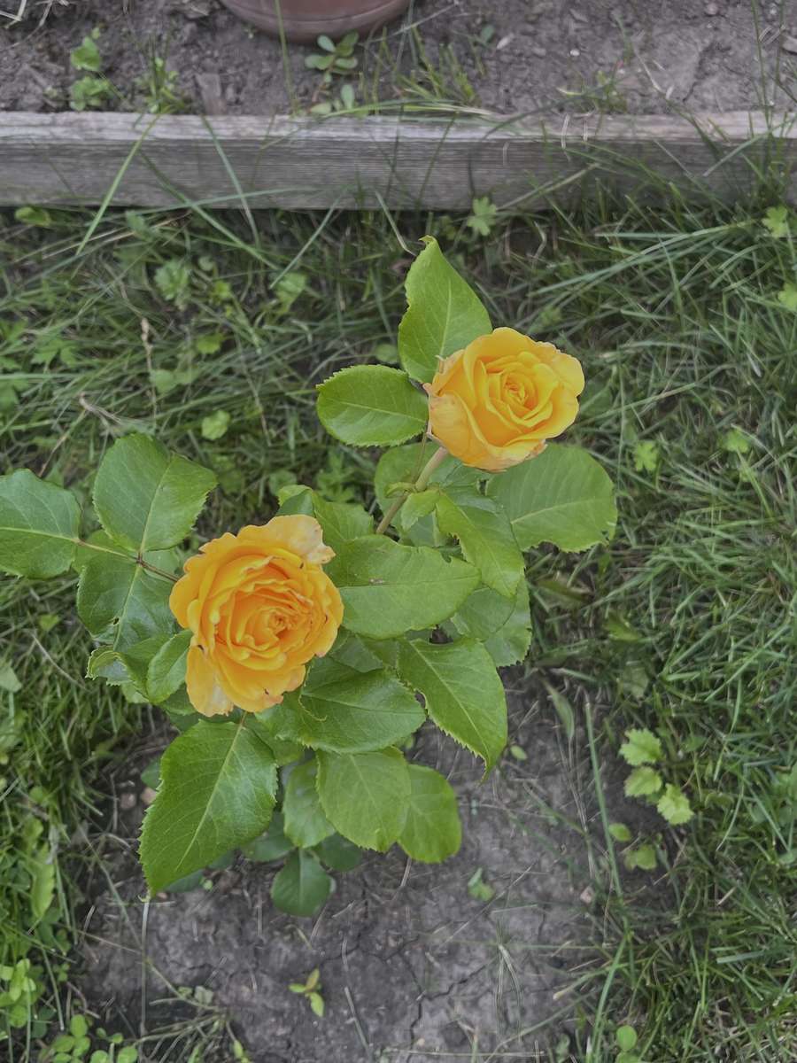δύο όμορφα τριαντάφυλλα παζλ online από φωτογραφία