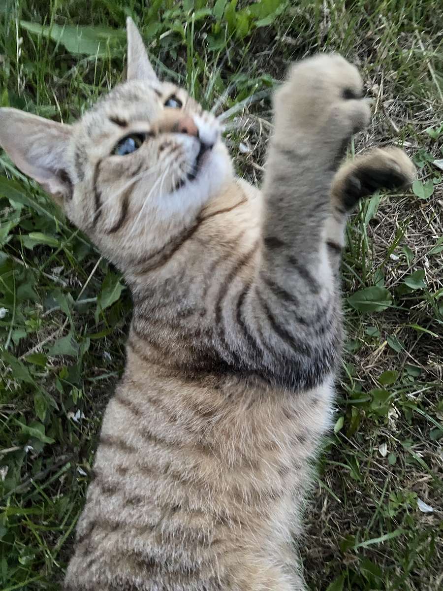 緑豊かなかわいい 写真からオンラインパズル