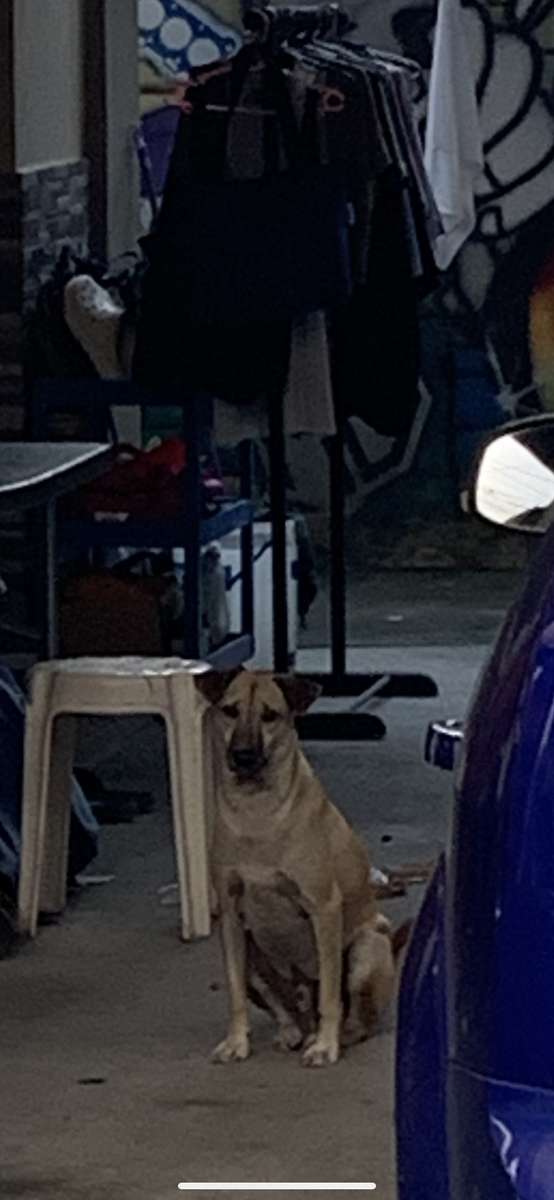 Балдог страхотното куче онлайн пъзел от снимка