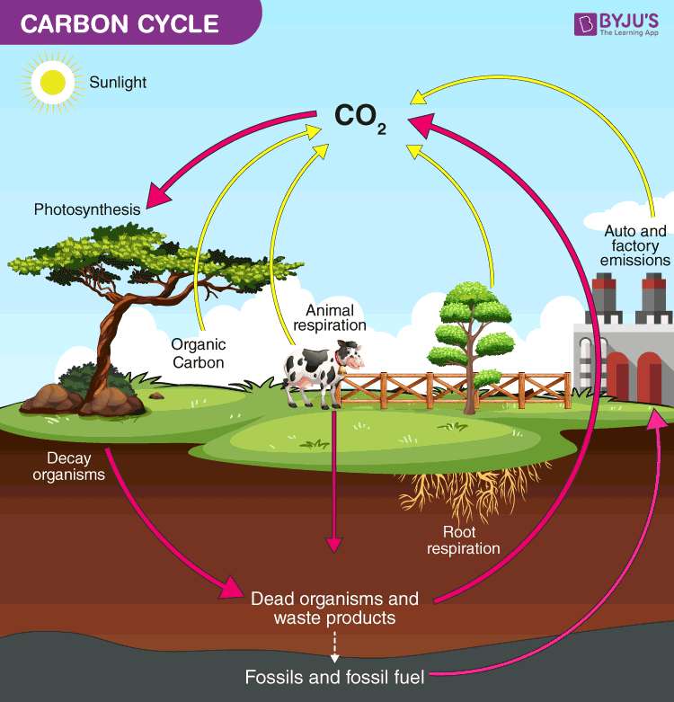 Цикл CO2 пазл онлайн из фото