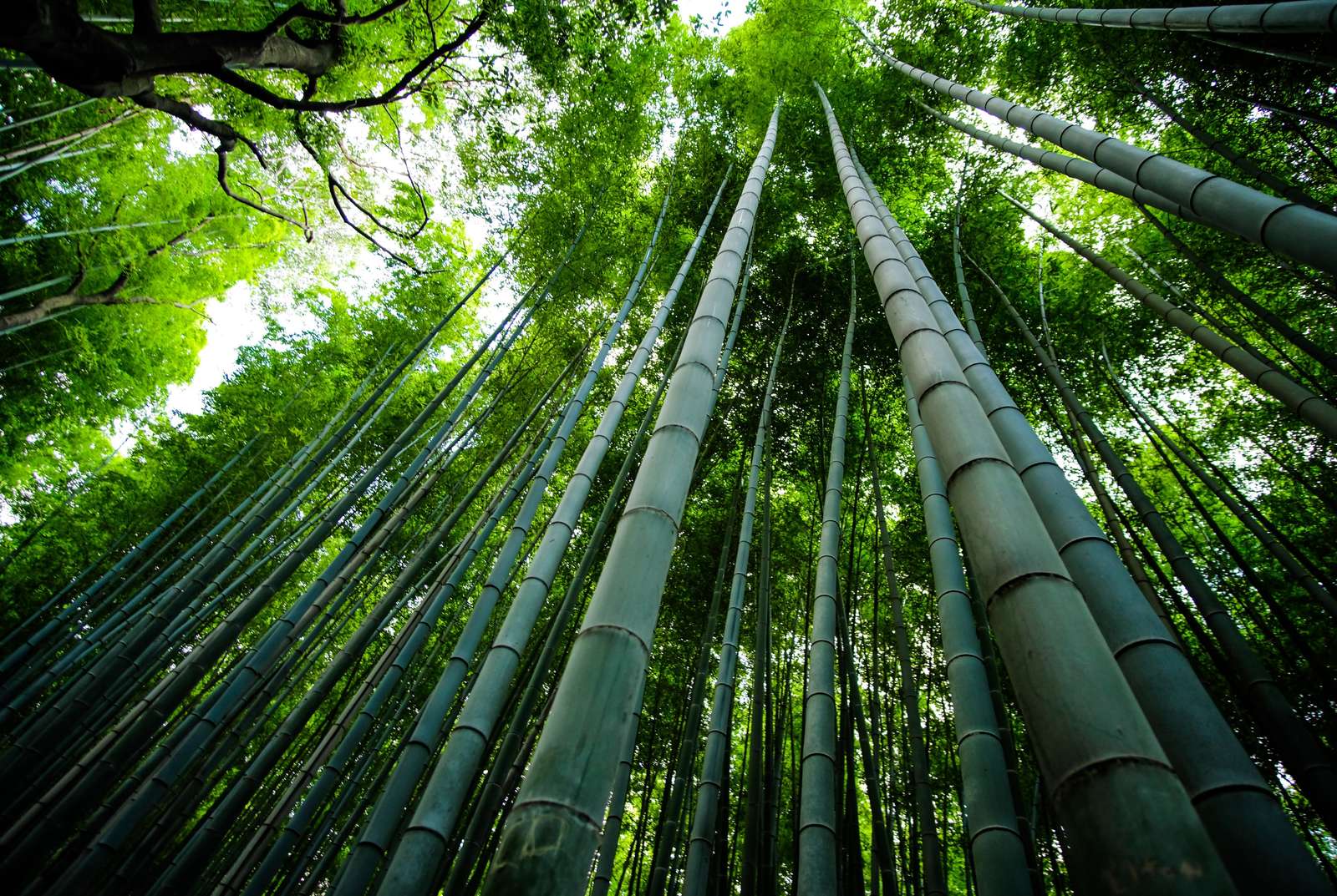 BOSQUE DE BAMBU онлайн пъзел от снимка