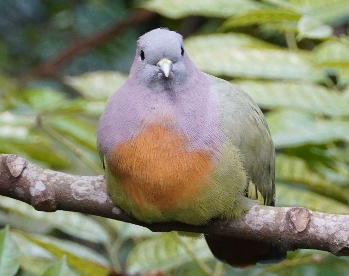 Зеленый голубь с розовой шеей онлайн-пазл