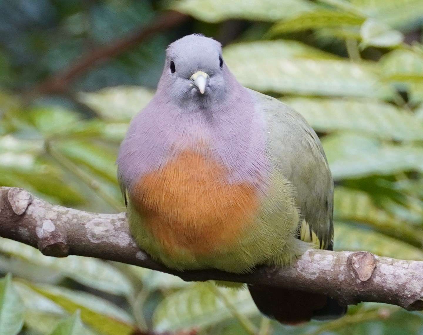 Paloma verde de cuello rosado rompecabezas en línea