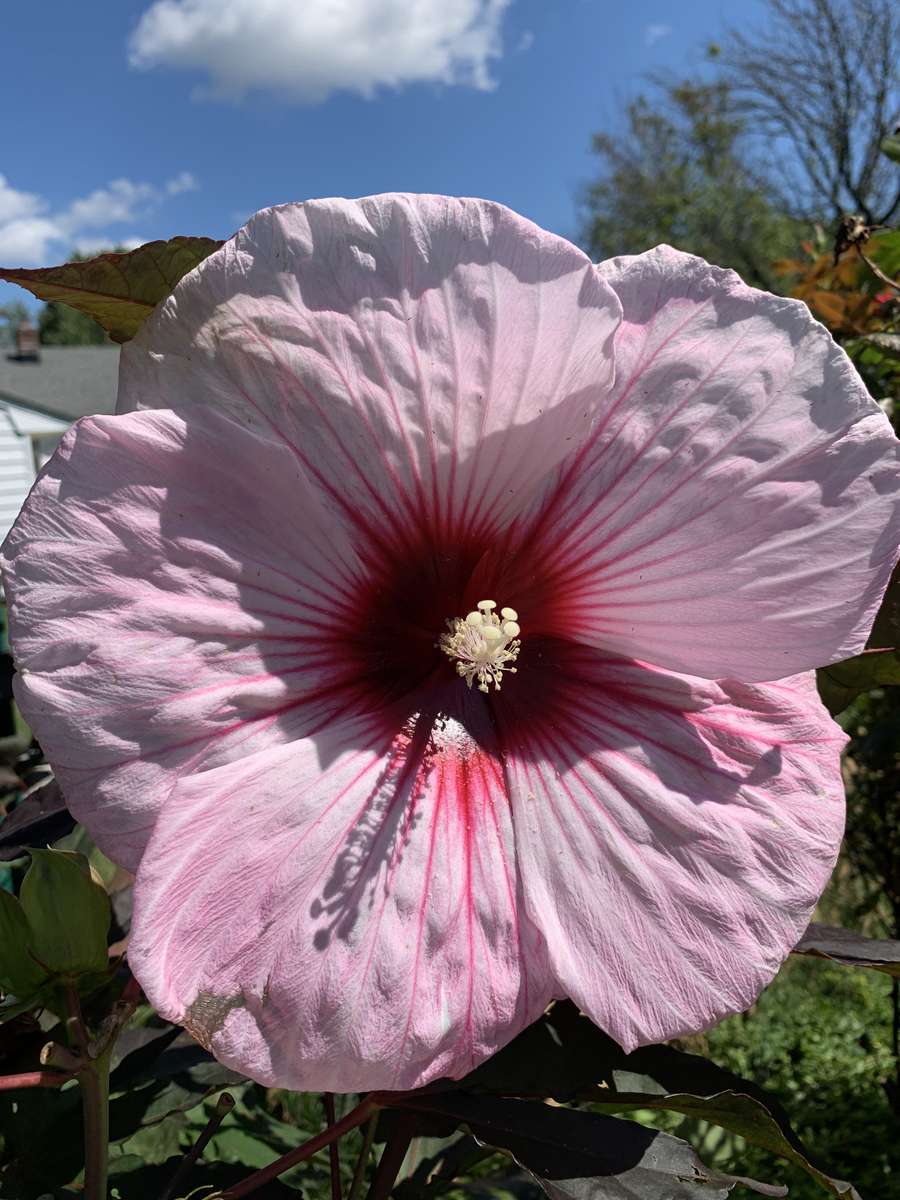 Hibiscus puzzle online from photo