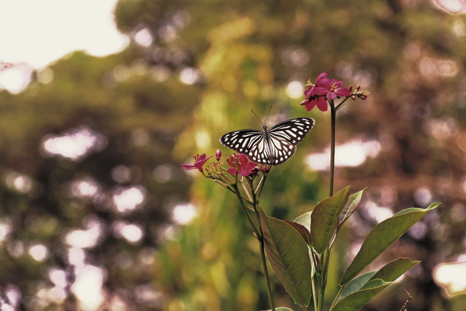 Korrigieren Sie den Schmetterling Online-Puzzle vom Foto