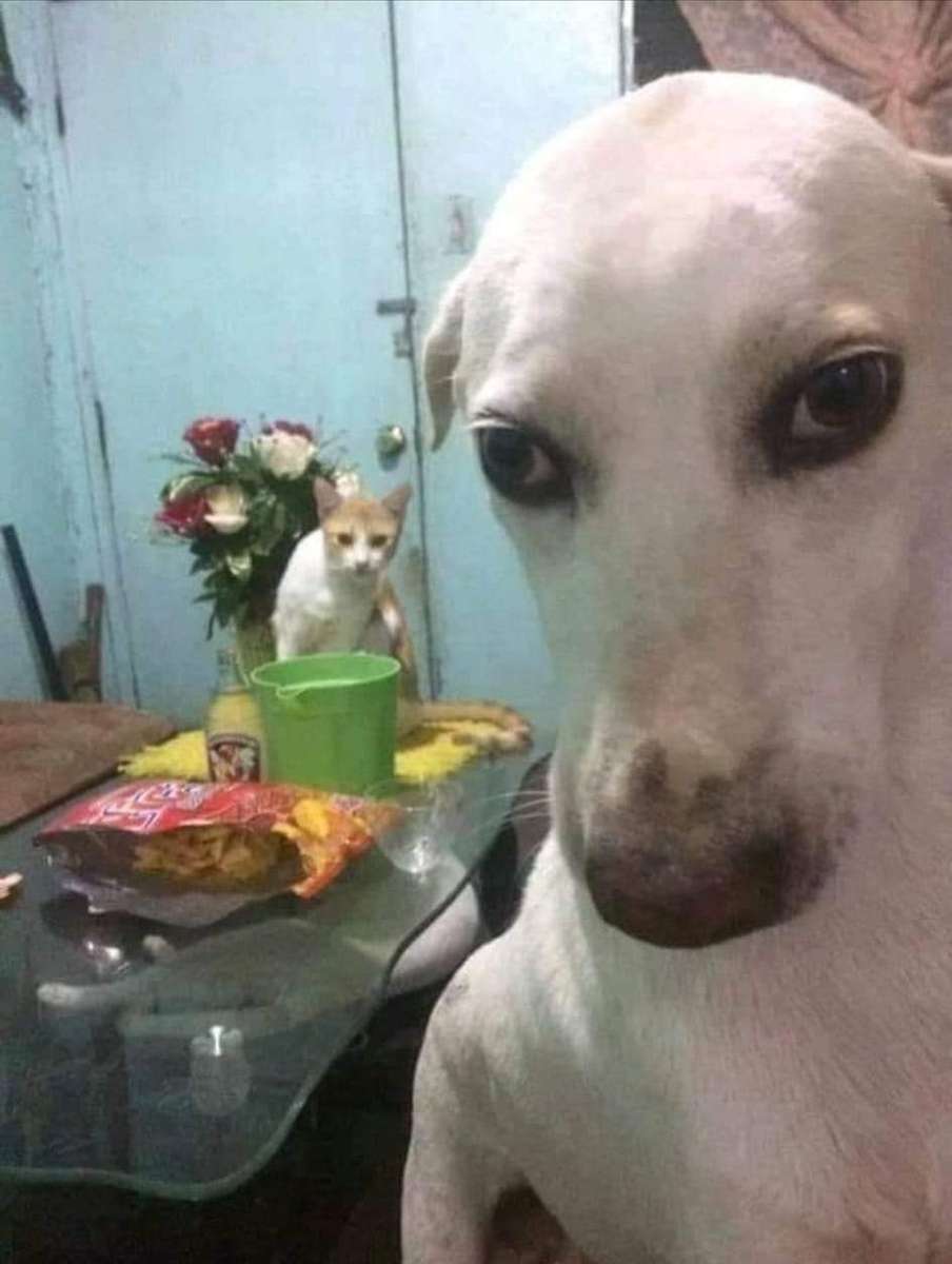 doggo with cat in the table online puzzle