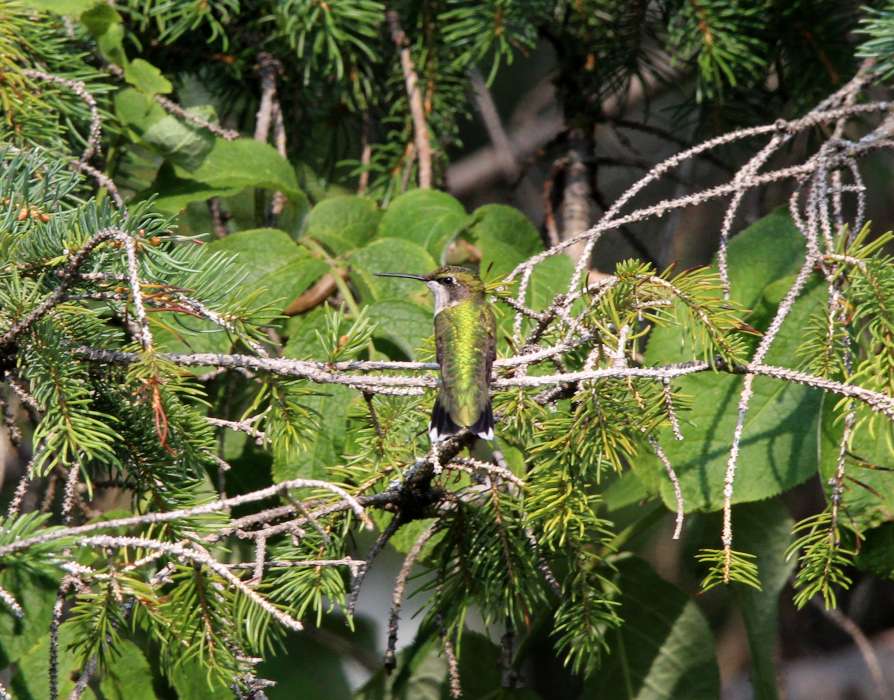 Colibrí puzzle online a partir de foto