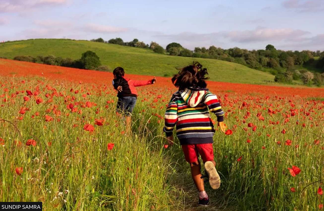 campo de verão puzzle online a partir de fotografia