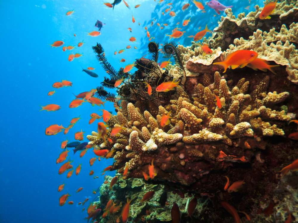 De puzzel van het Great Barrier Reef puzzel online van foto