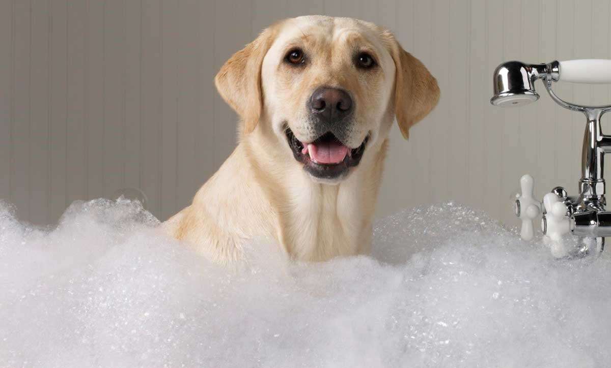 Dog wash puzzle online from photo