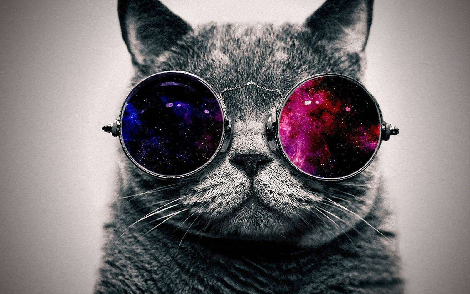 pisica cu ochelari puzzle online