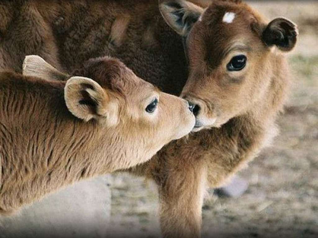 χαριτωμένες αγελάδες παζλ online από φωτογραφία