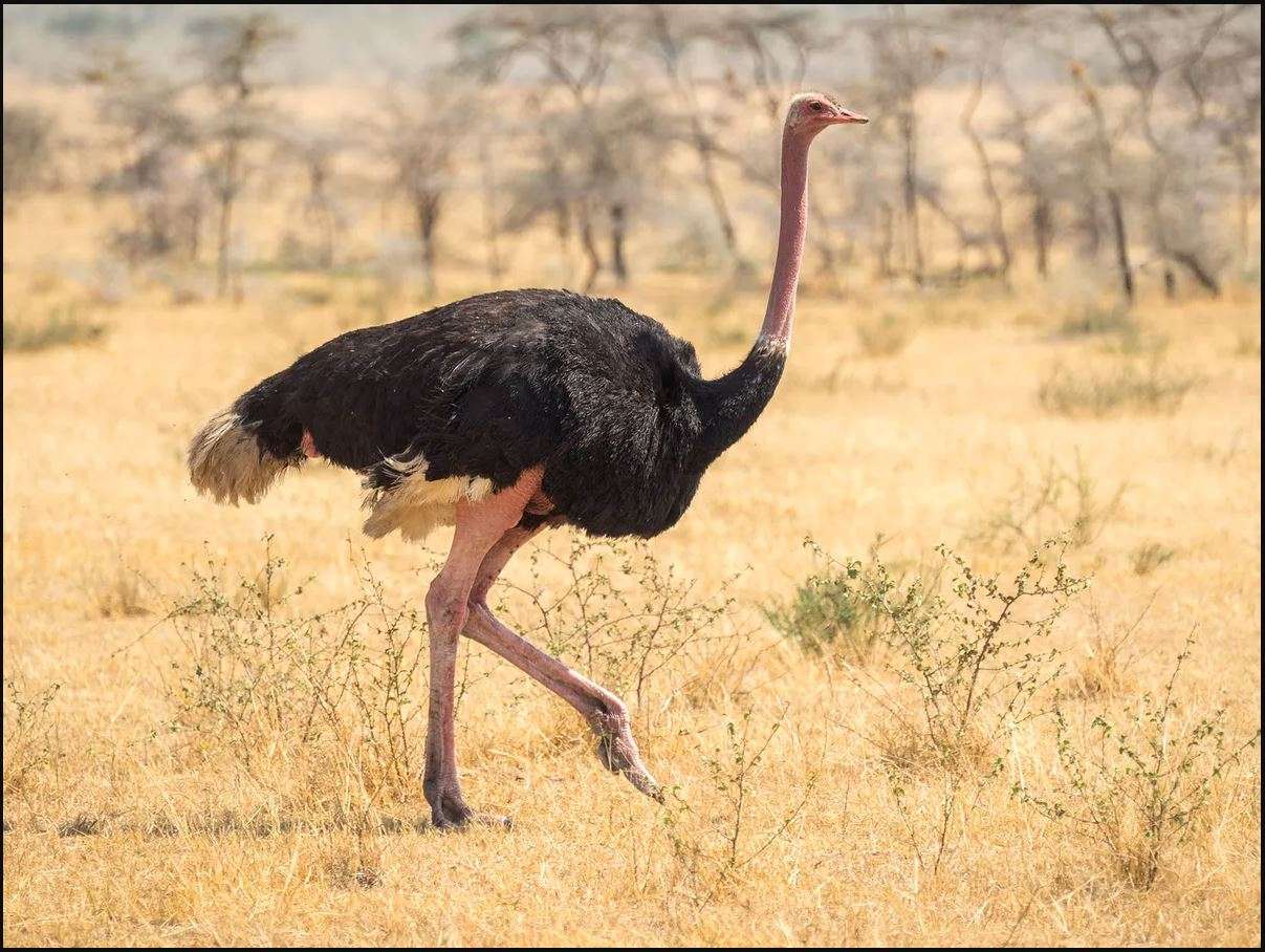 Ostrich Bird online puzzle