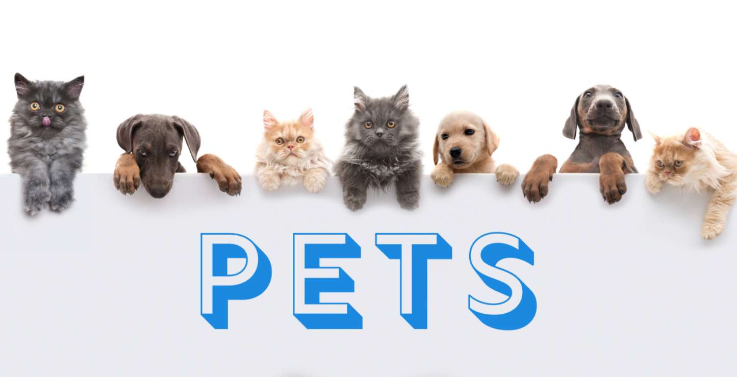 animal pets puzzle online from photo