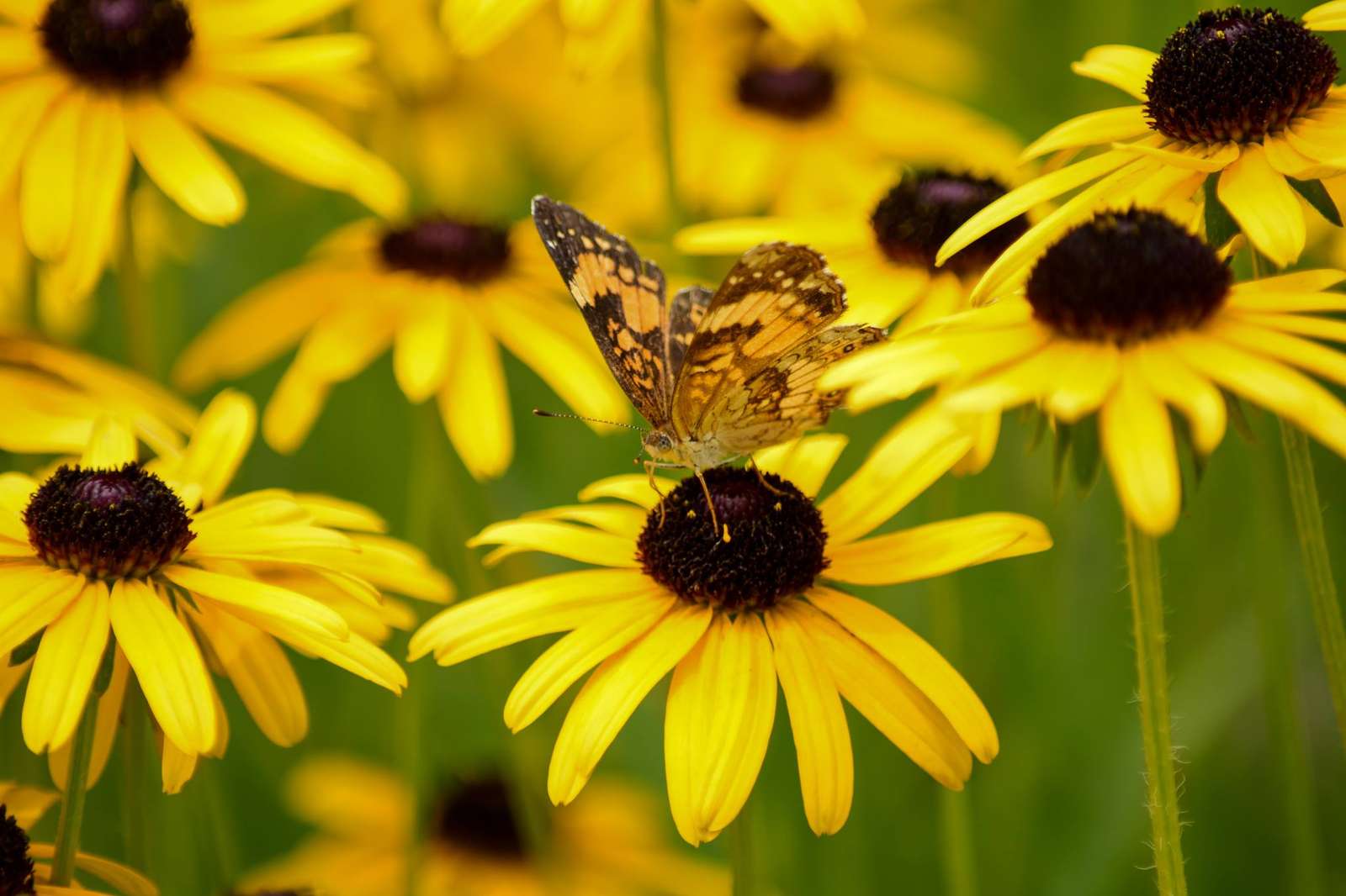 Метелики ромашки скласти пазл онлайн з фото