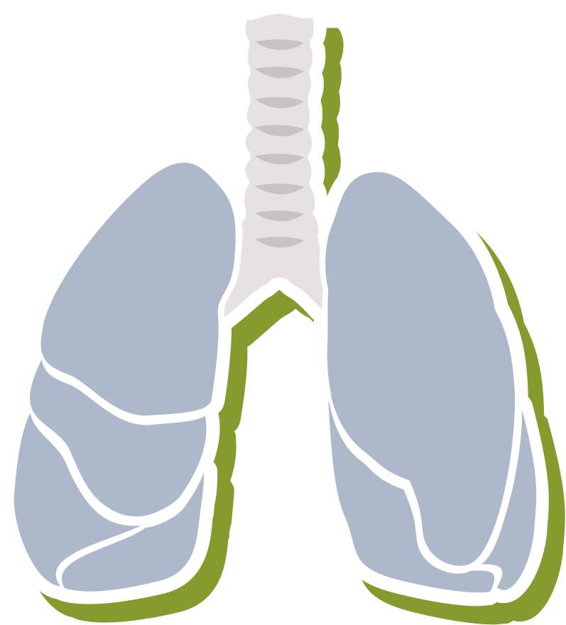 partes de los pulmones rompecabezas en línea