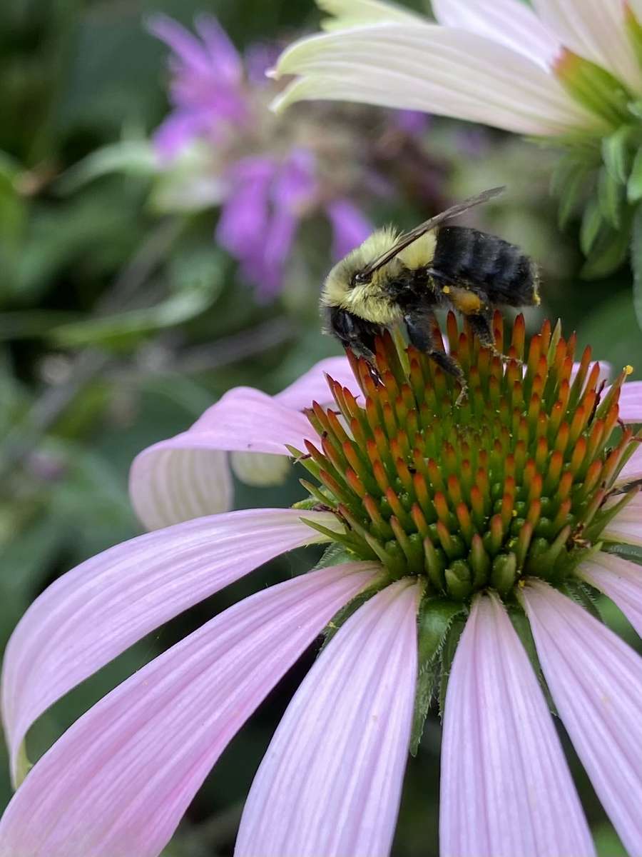 Бджола на квітці Лечуорт 2023 онлайн пазл