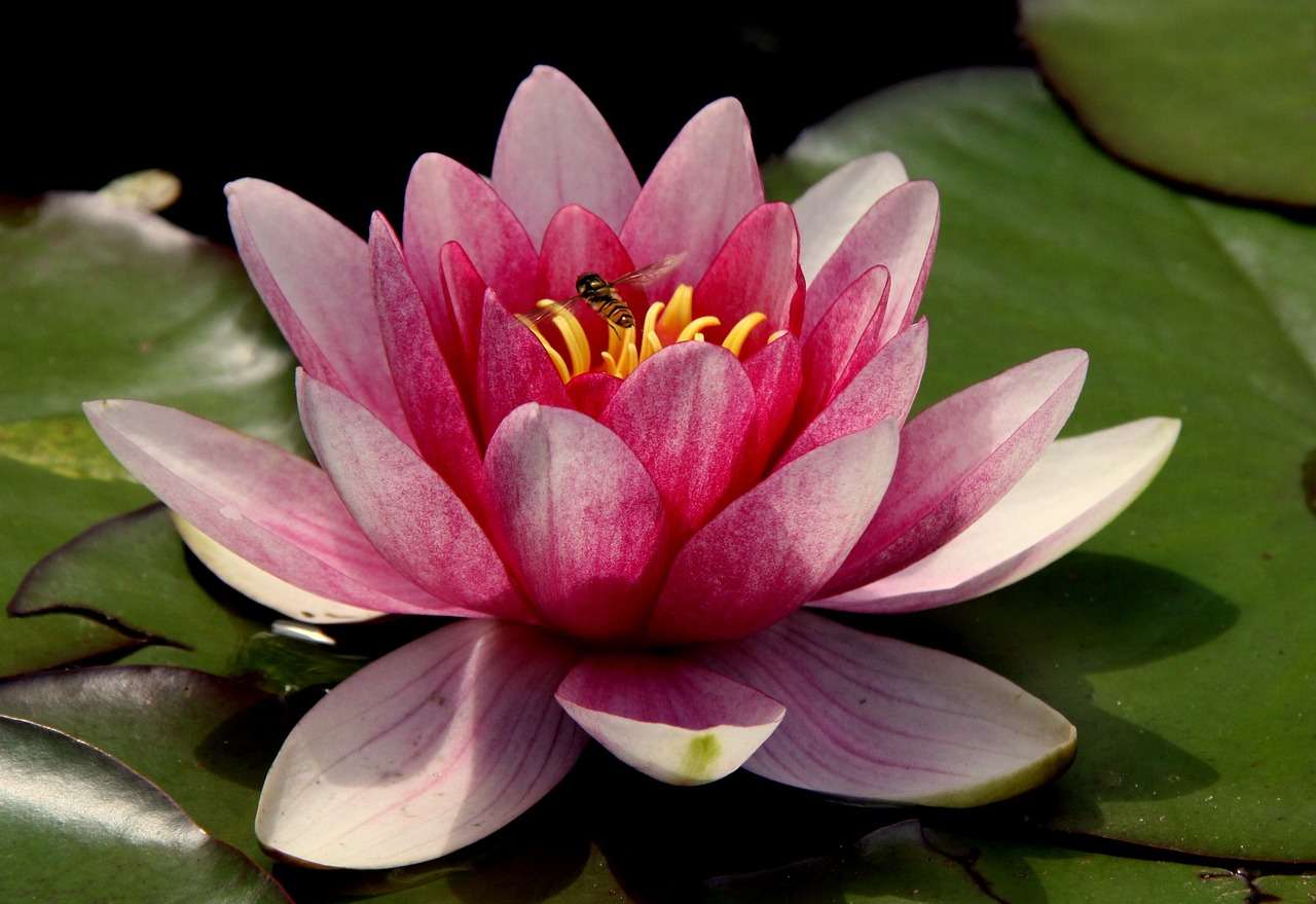 Lotus flower online puzzle