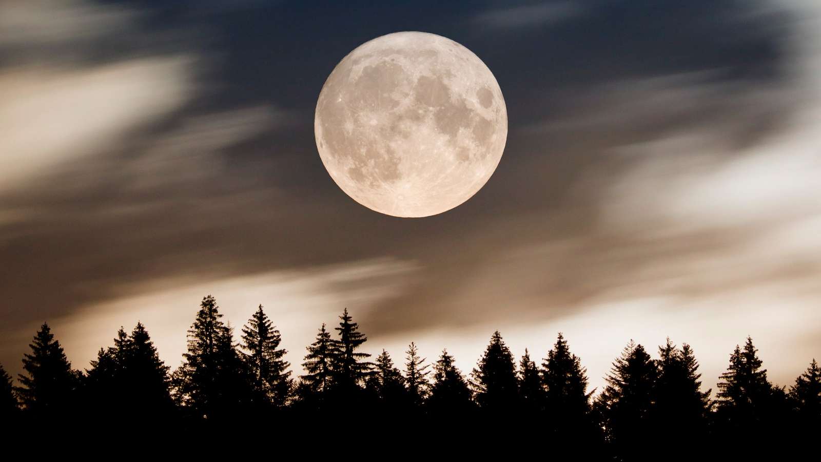 MOON AND TREES online puzzle