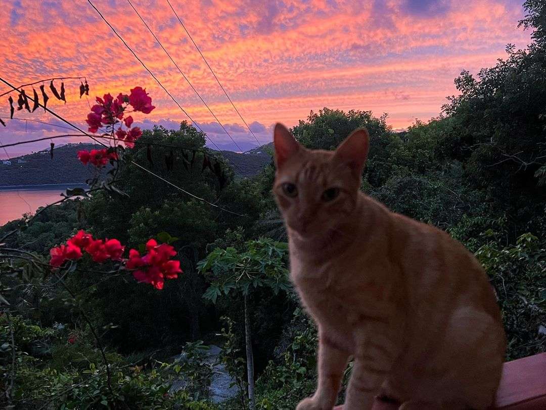 Chat au coucher du soleil puzzle en ligne à partir d'une photo