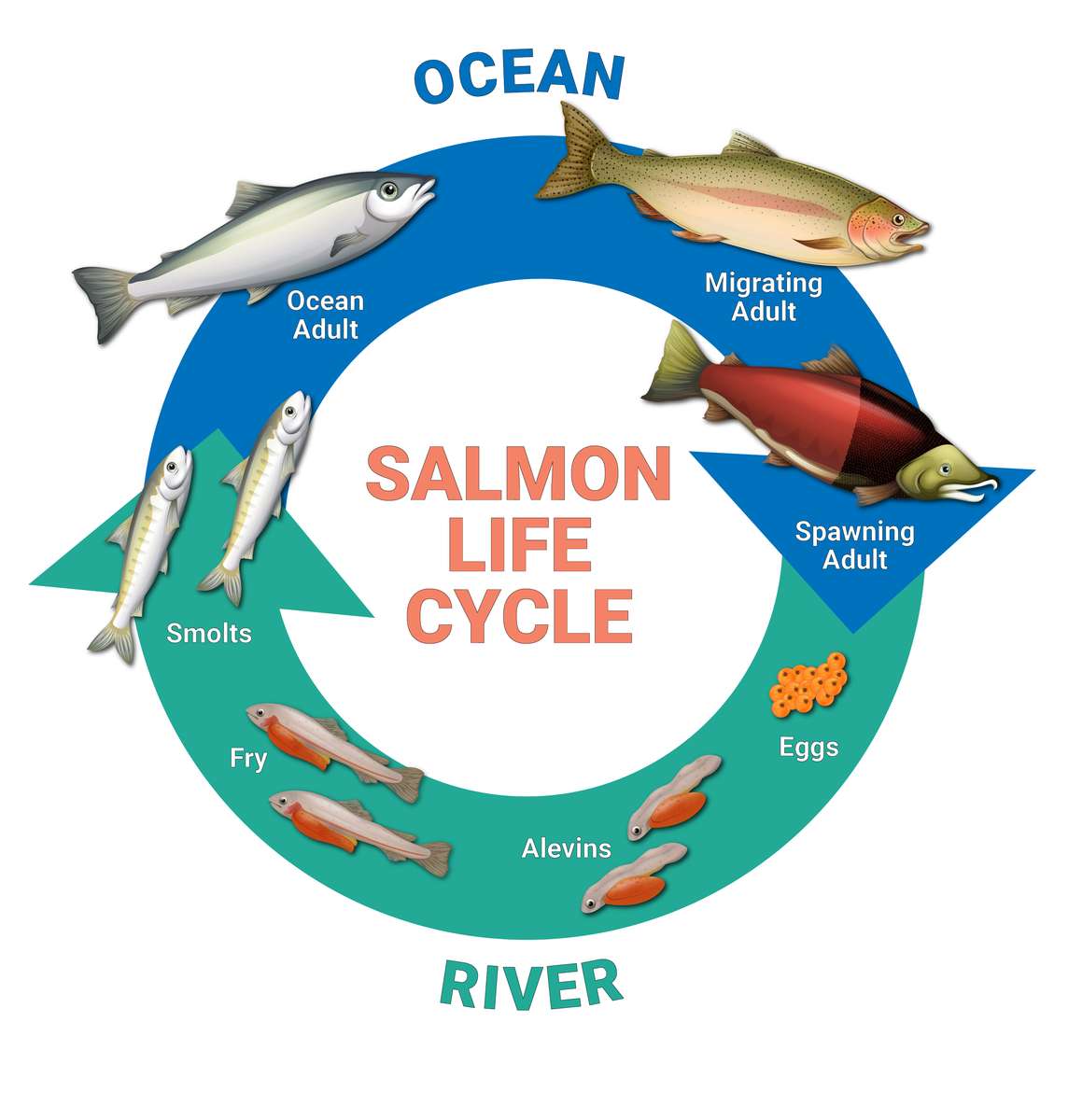 Ciclo di vita del salmone puzzle online
