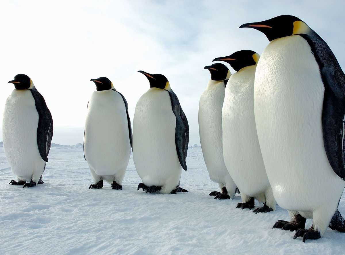 Пингвины пазл онлайн из фото