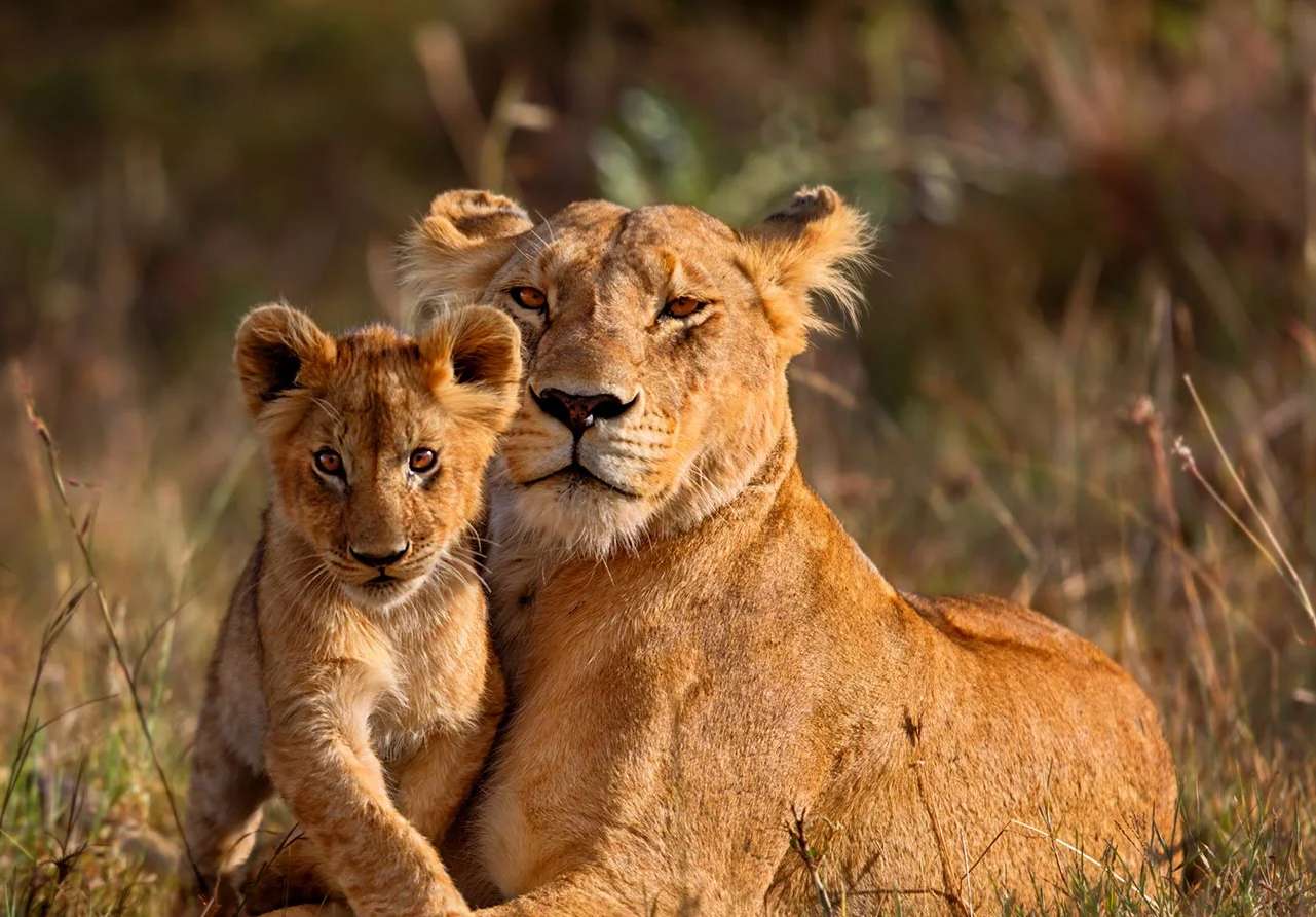 Lioness and Cub puzzle online from photo