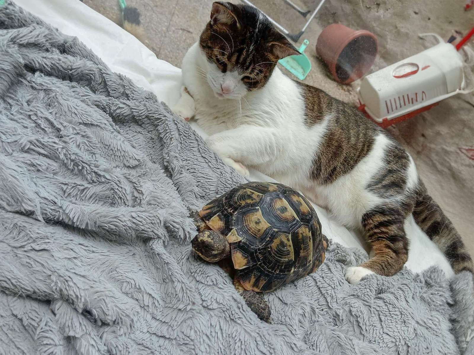 Trotro och sköldpaddan Pussel online