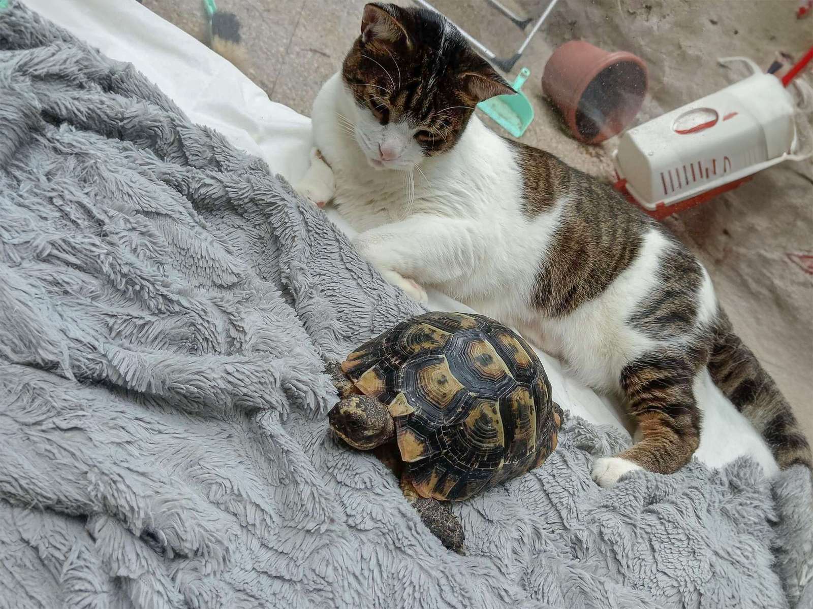 trotro y tortuga rompecabezas en línea