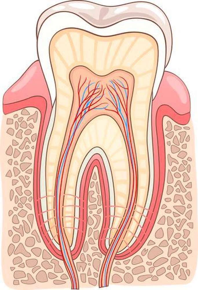 Δομή των δοντιών παζλ online από φωτογραφία