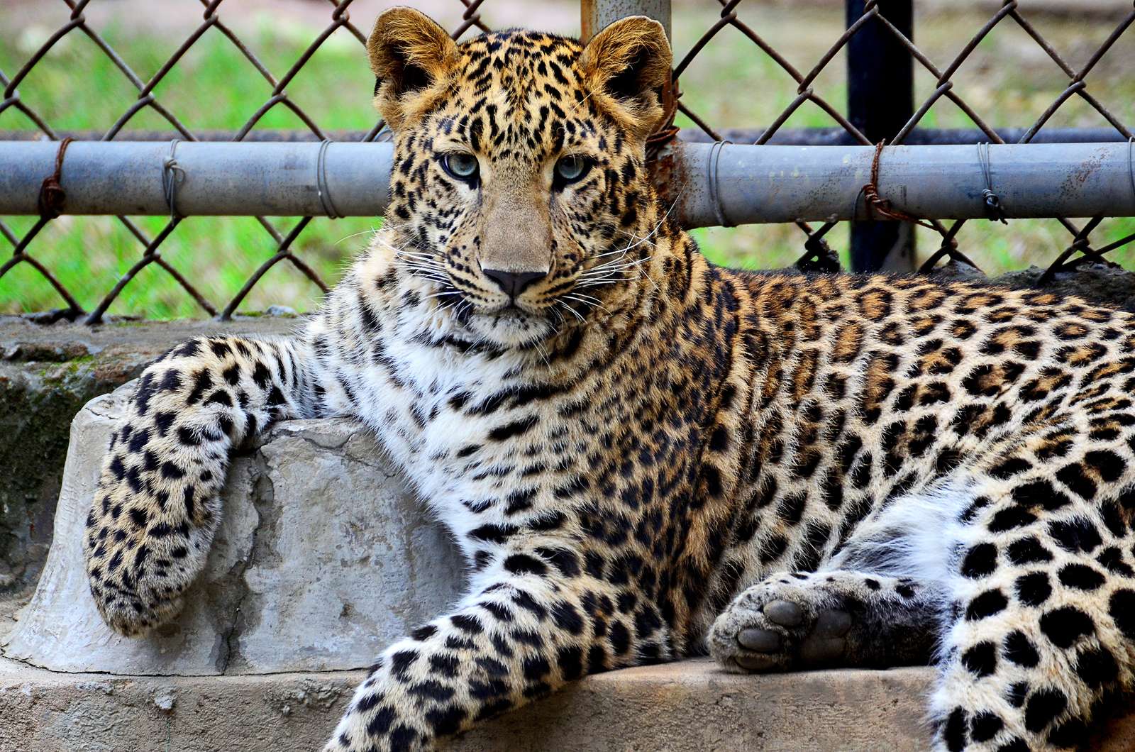 зоопарк гепардов онлайн-пазл