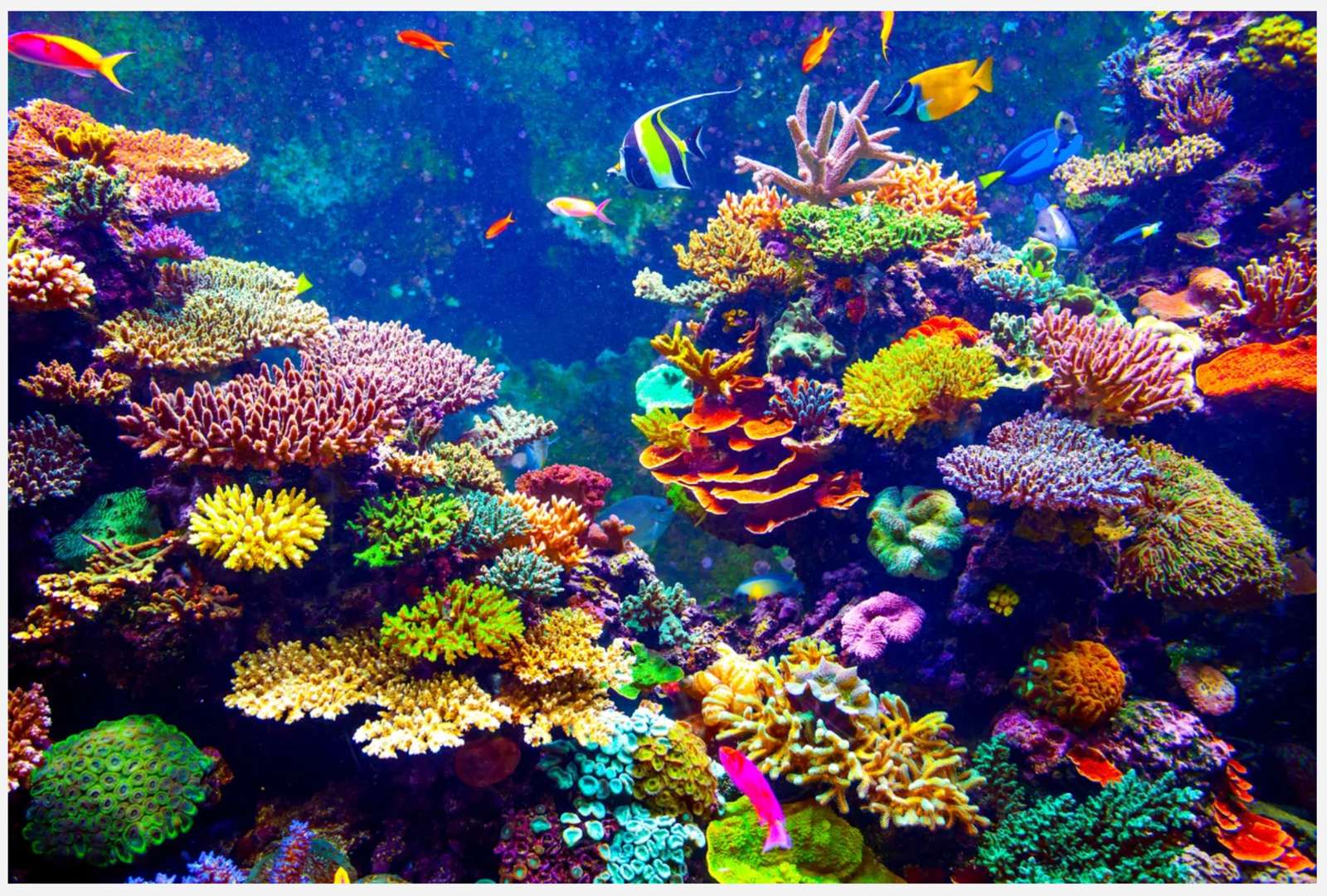 Korallrev pussel pussel online från foto