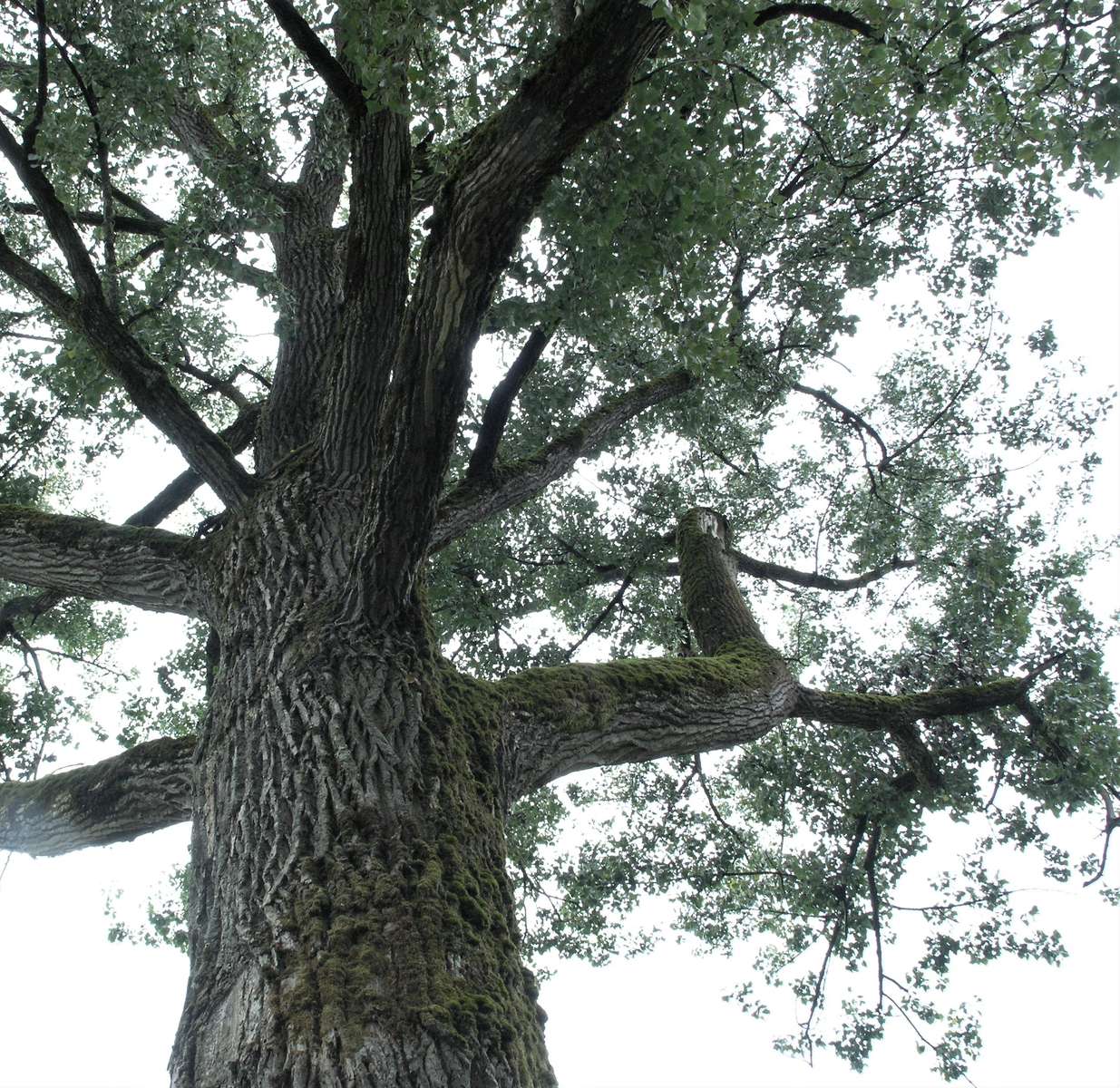 So fest im Leben wie ein Baum puzzle online from photo