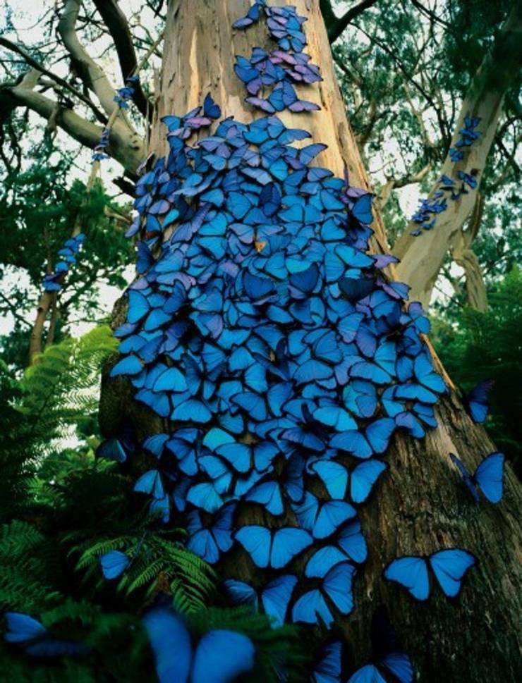 This is What Butterfly In The Amazon Looks like online puzzle