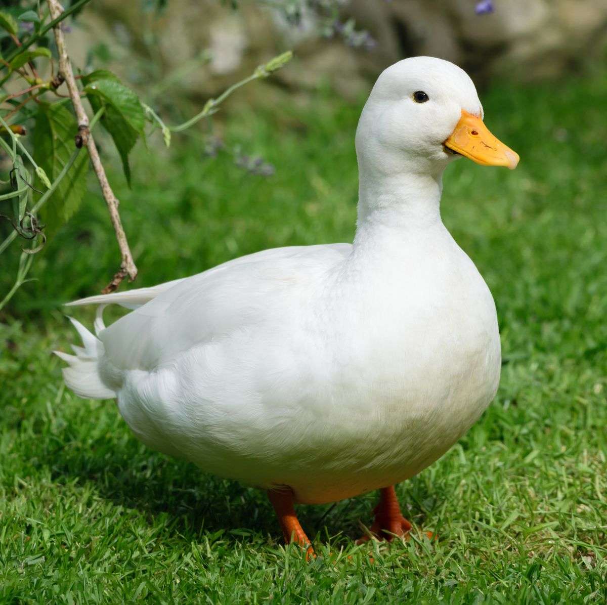 een ducky online puzzel