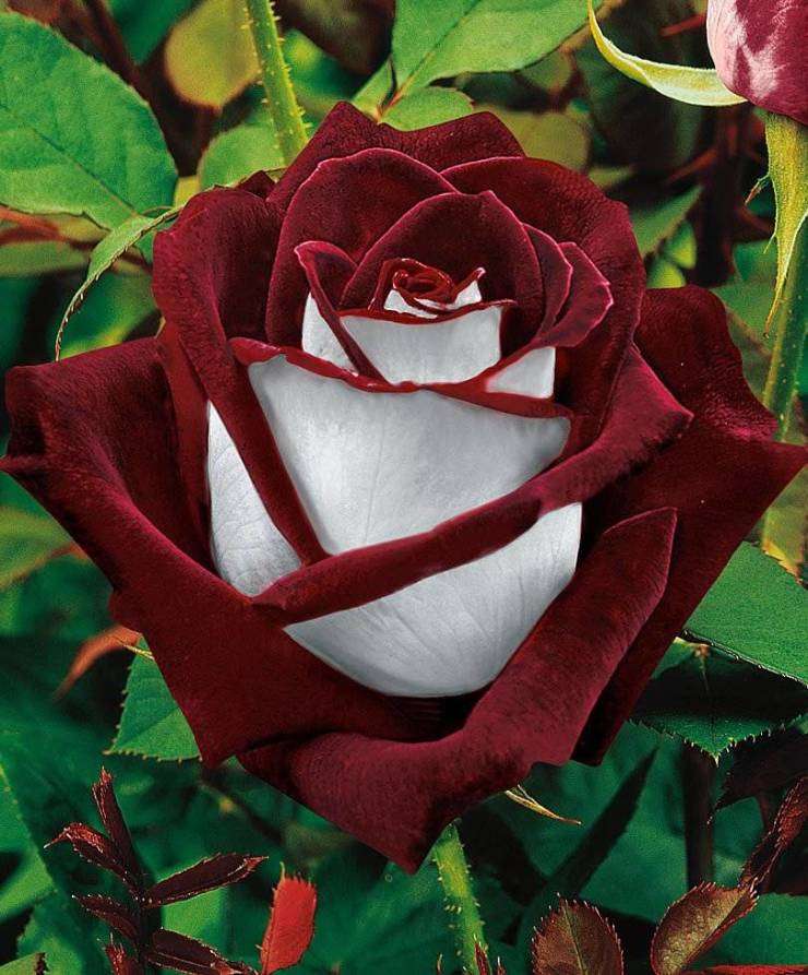 Así es como se ve una rosa de Osirai puzzle online a partir de foto