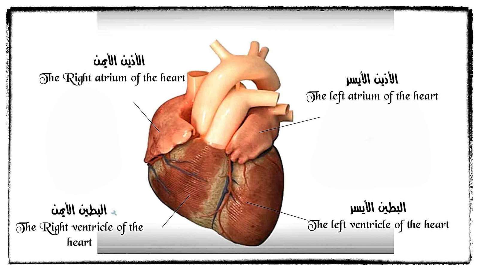 تركيب القلب онлайн-пазл